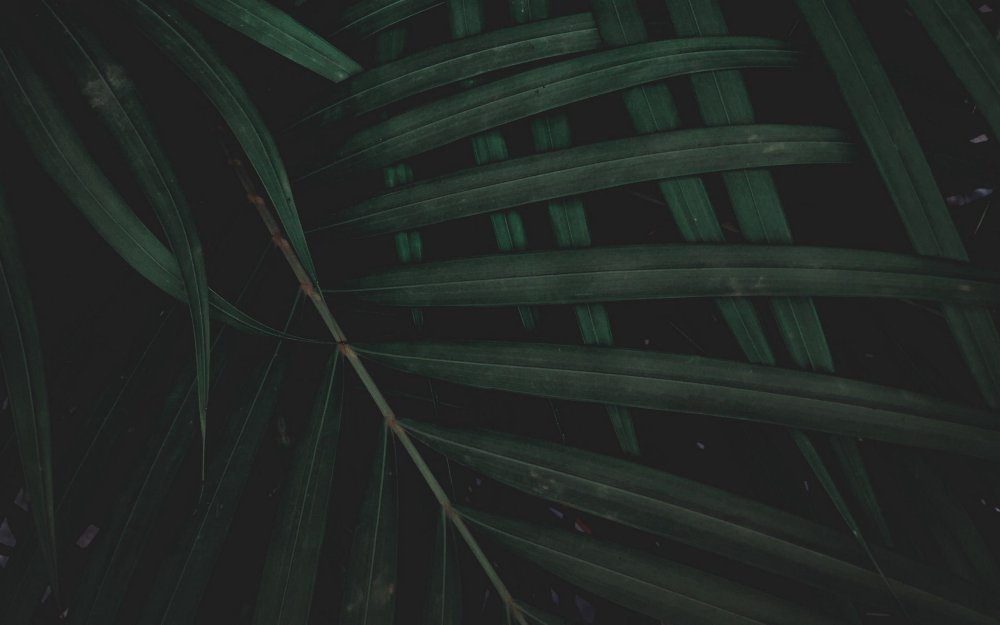 Обои на рабочий стол листья