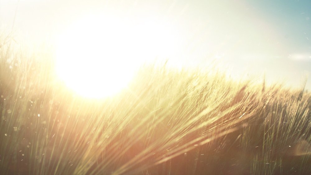 Дерево солнце облака