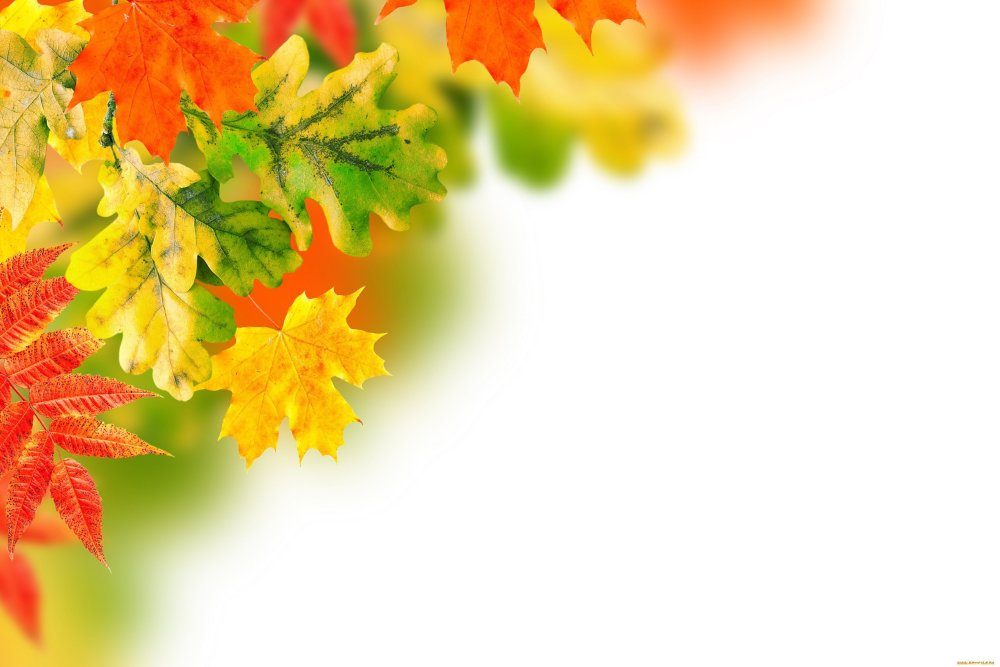 Цветы учителю