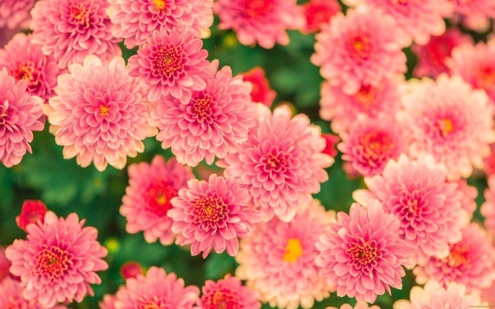 Астра Альпийская сентябринка