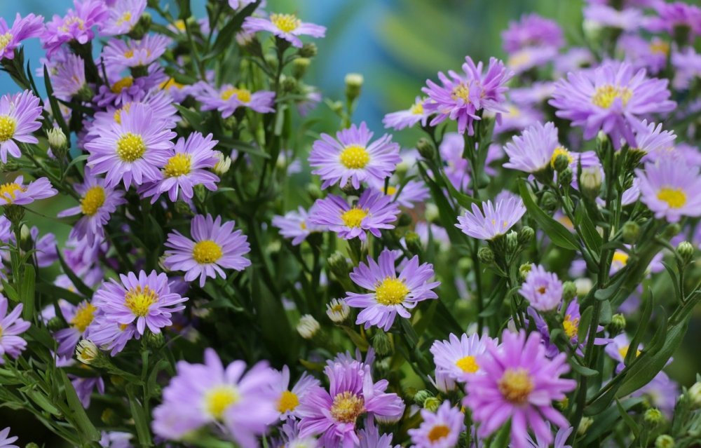 Tatar Aster цветок