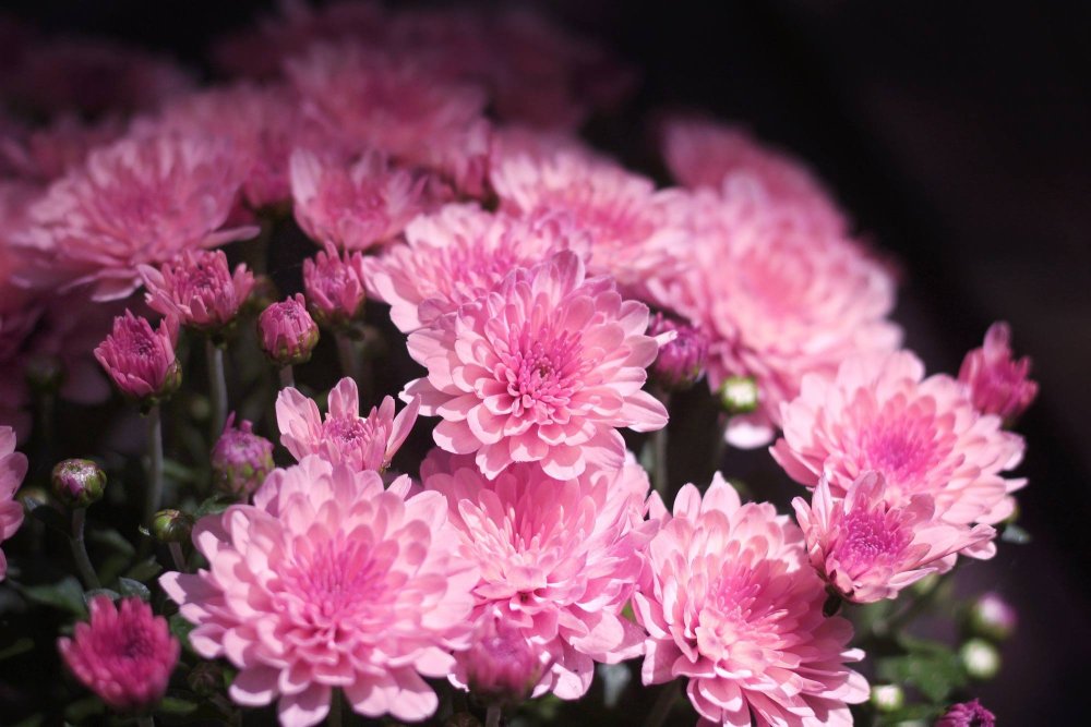 Хризантема Честер