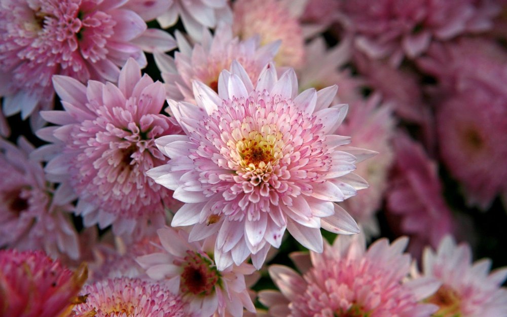 Хризантема корейская Липстик