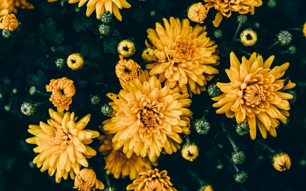 Хризантема оранж Стар