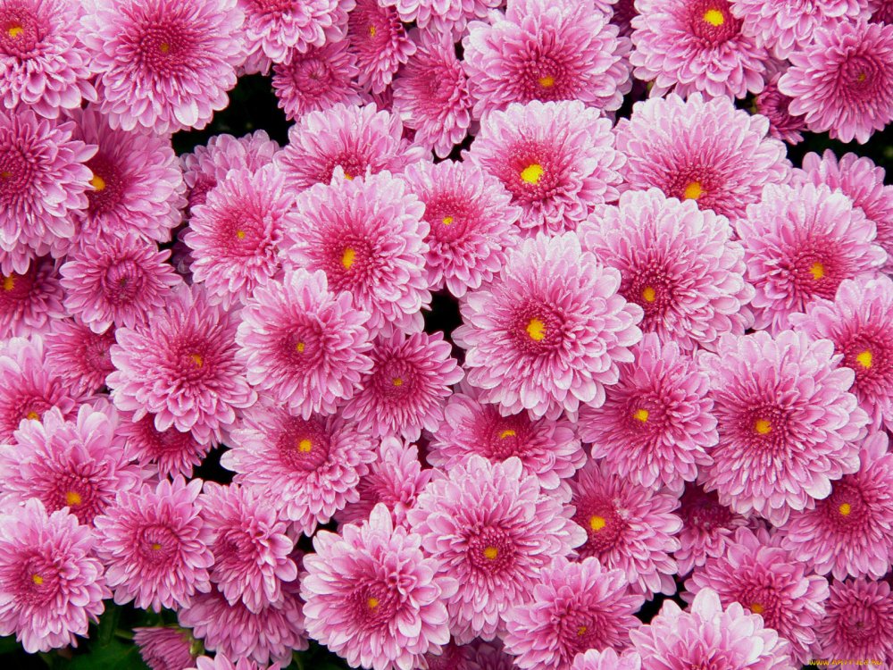 Полевые цветы астры