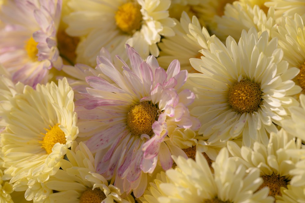 Хризантемы фон