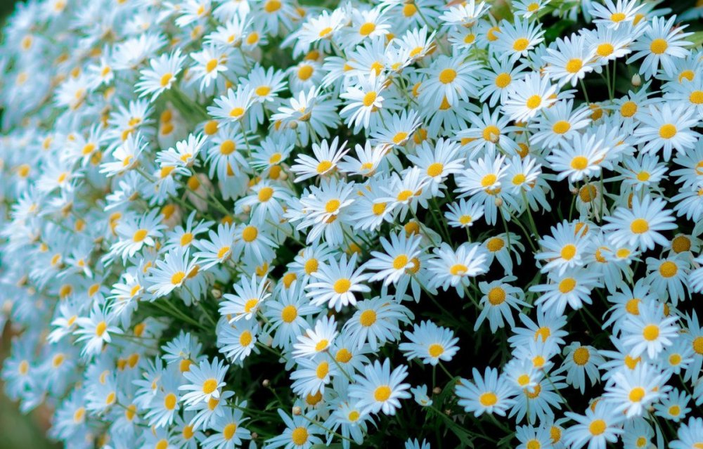 Букет ромашек на прозрачном фоне