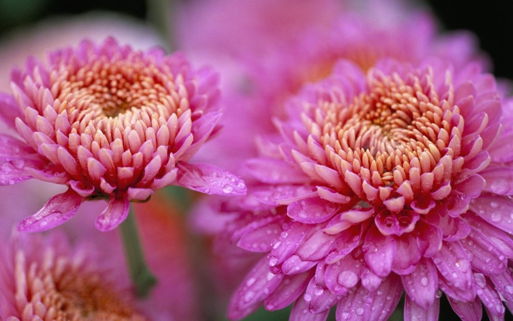 Хризантема корейская Мариэтта