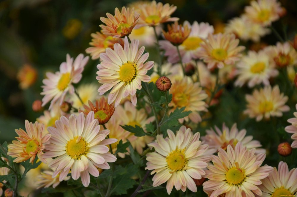 Хризантемы Эстетика