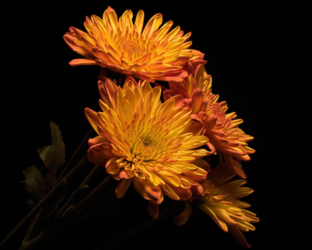 Хризантема Пайтон Пинк