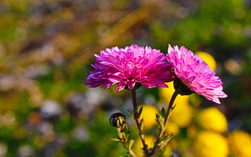 Хризантема Вильям оранж