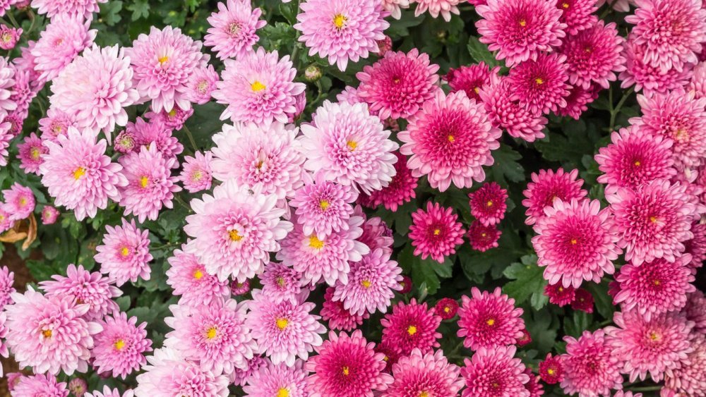 Хризантема корейская Мишель