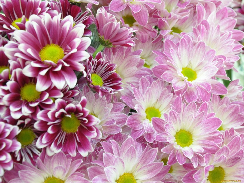 Хризантема Лимончелло