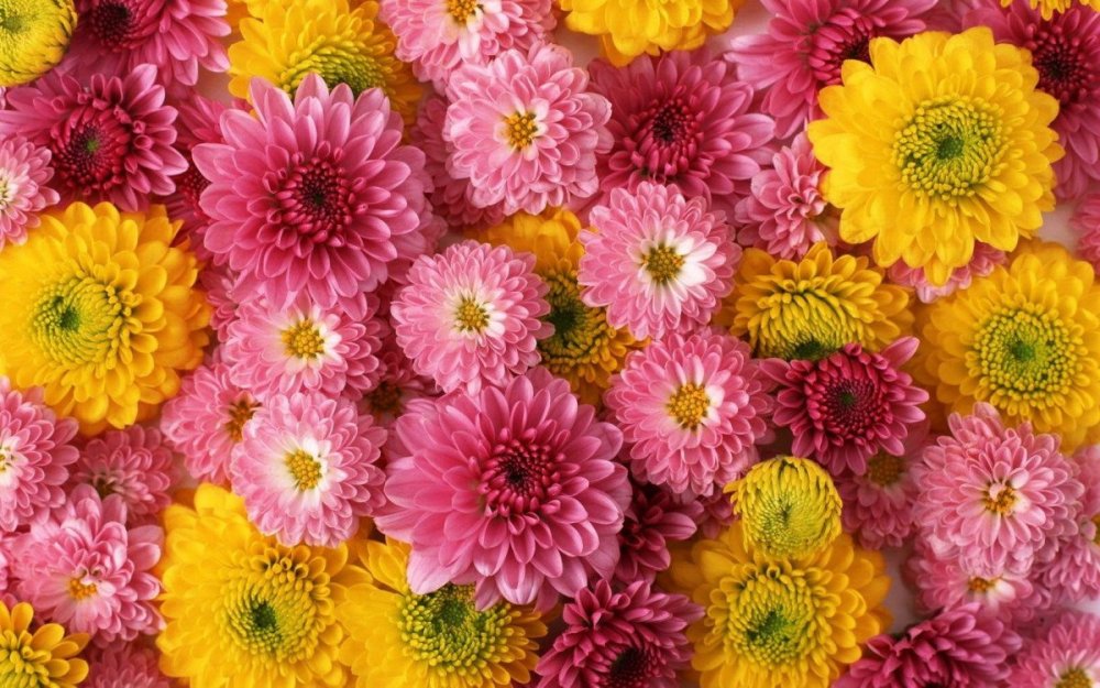 Хризантема Венди Еллоу