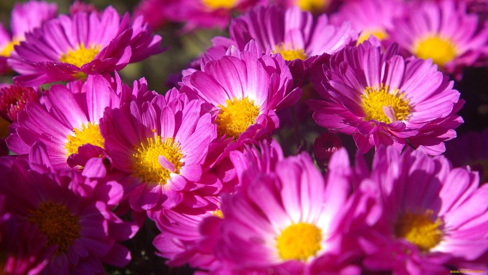 Хризантема Allouise Pink