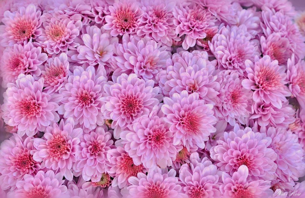 Цветочное поле