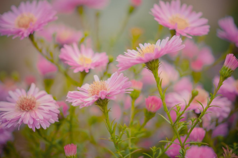 Хризантема Мальва