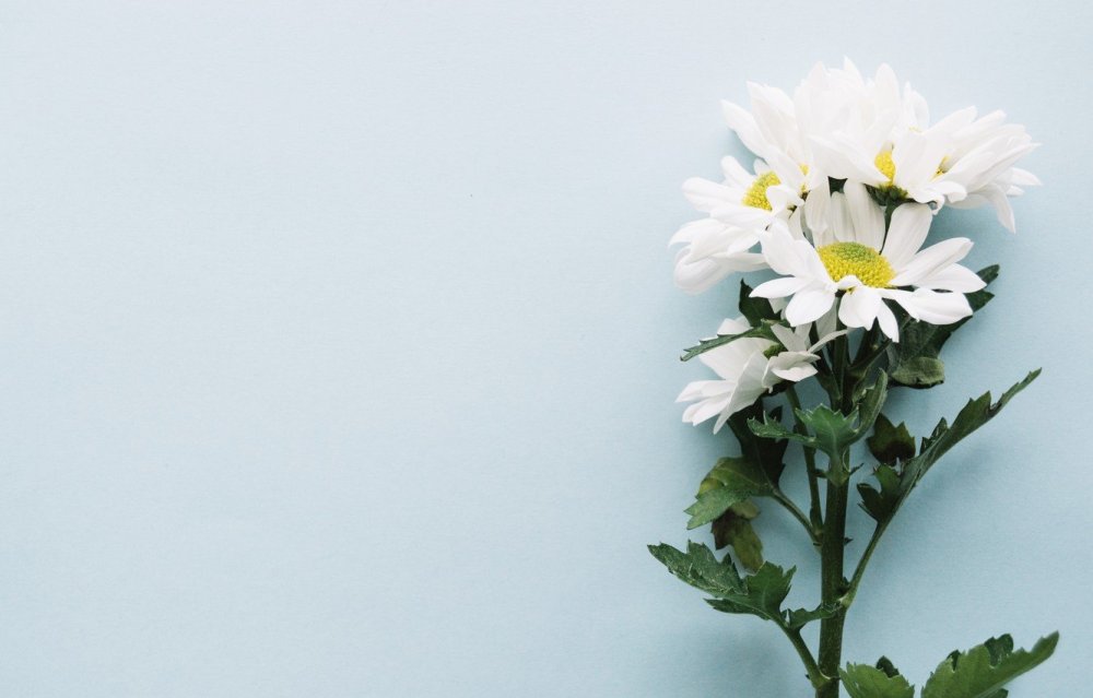 Хризантема Хорнбилл