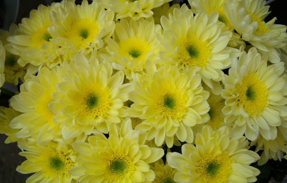 Хризантема Виктория