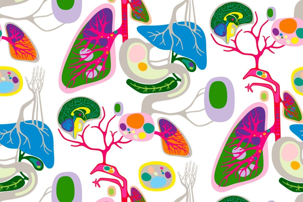 Биологические иллюстрации