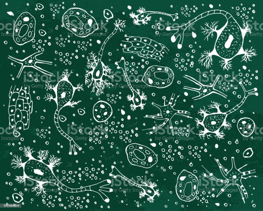 Биология паттерн