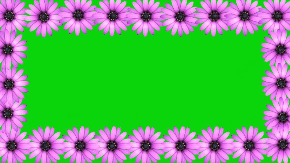 Цветы хромакей для видеомонтажа