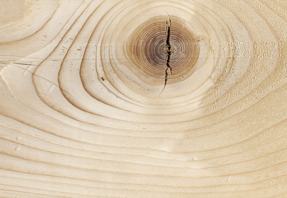 Дерево в разрезе