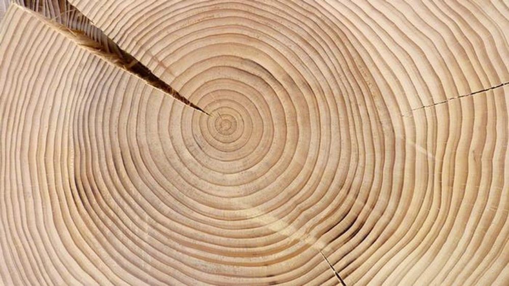 Годовые кольца дерева