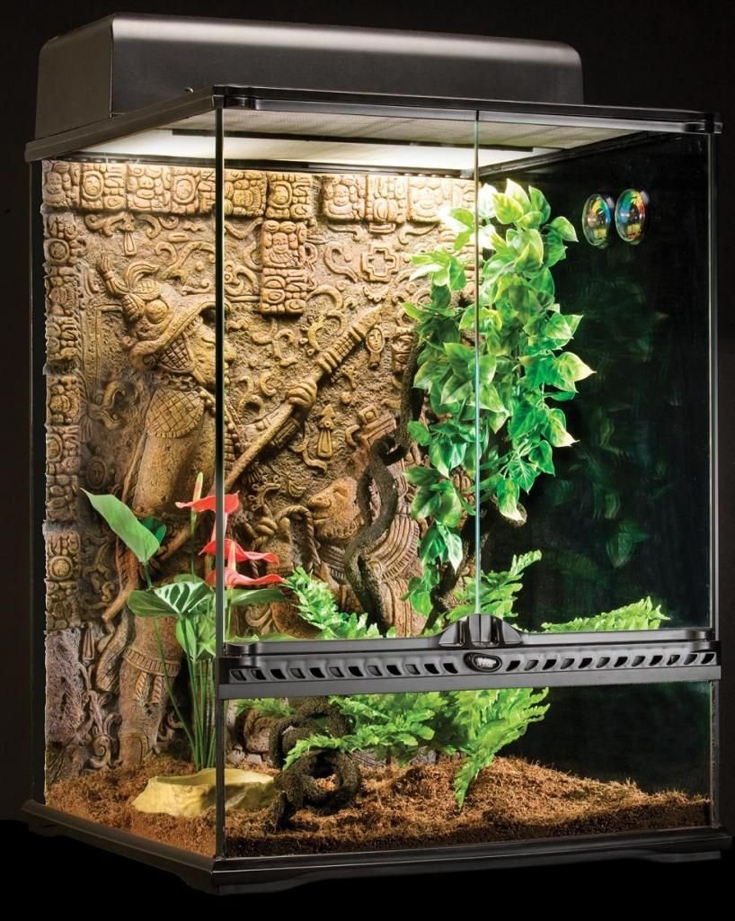 Террариум для квакши
