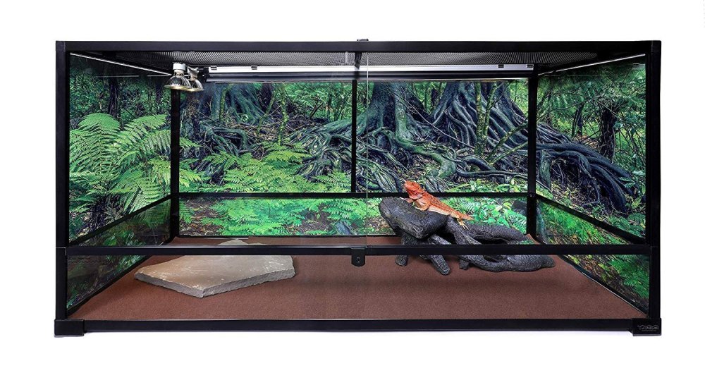 Палюдариум для водяной агамы