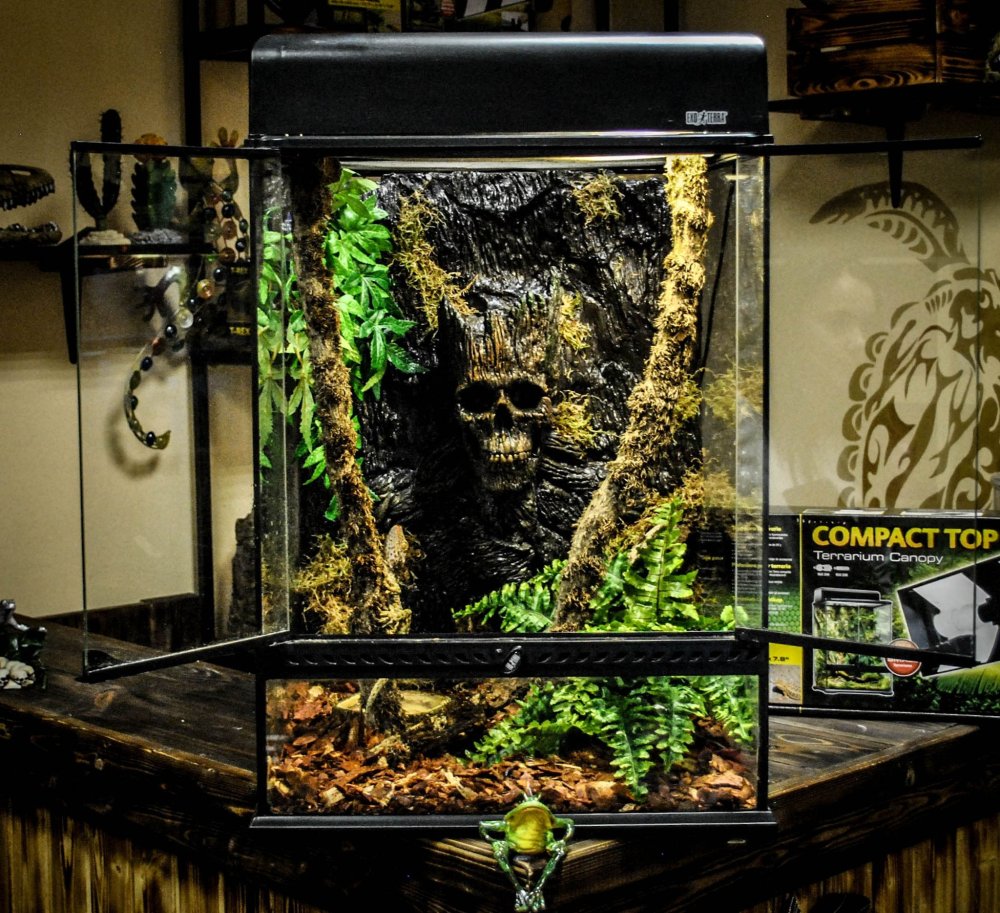 Сцинковый геккон в террариуме