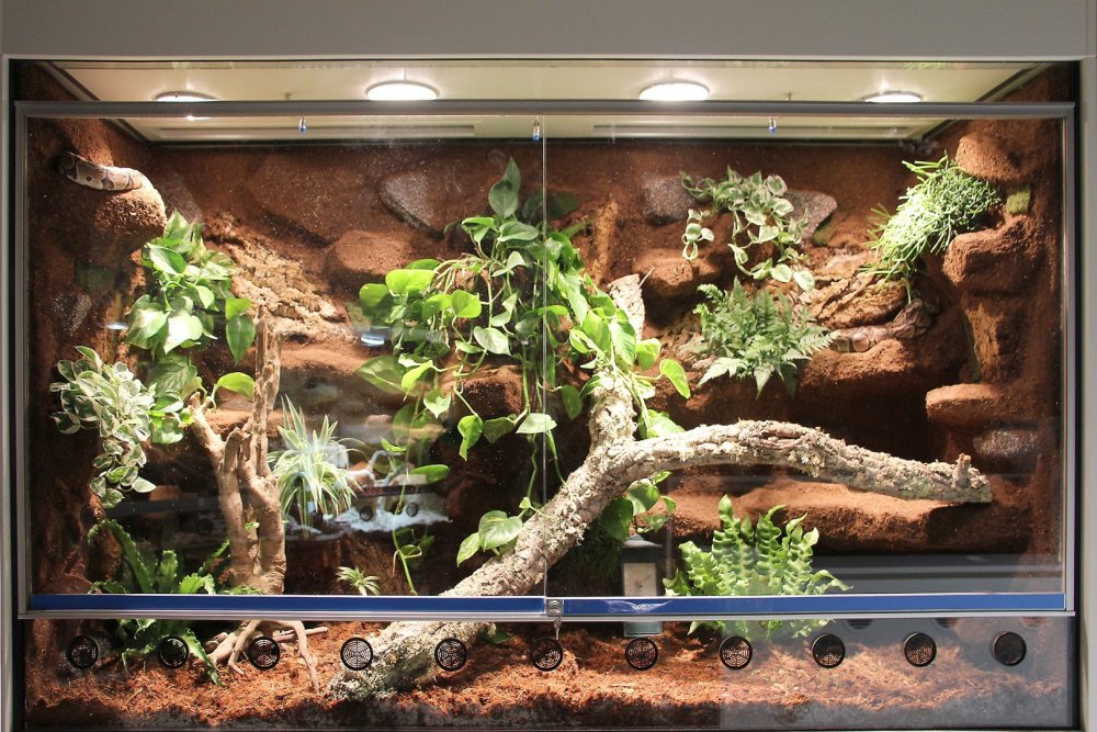 Фон для террариума