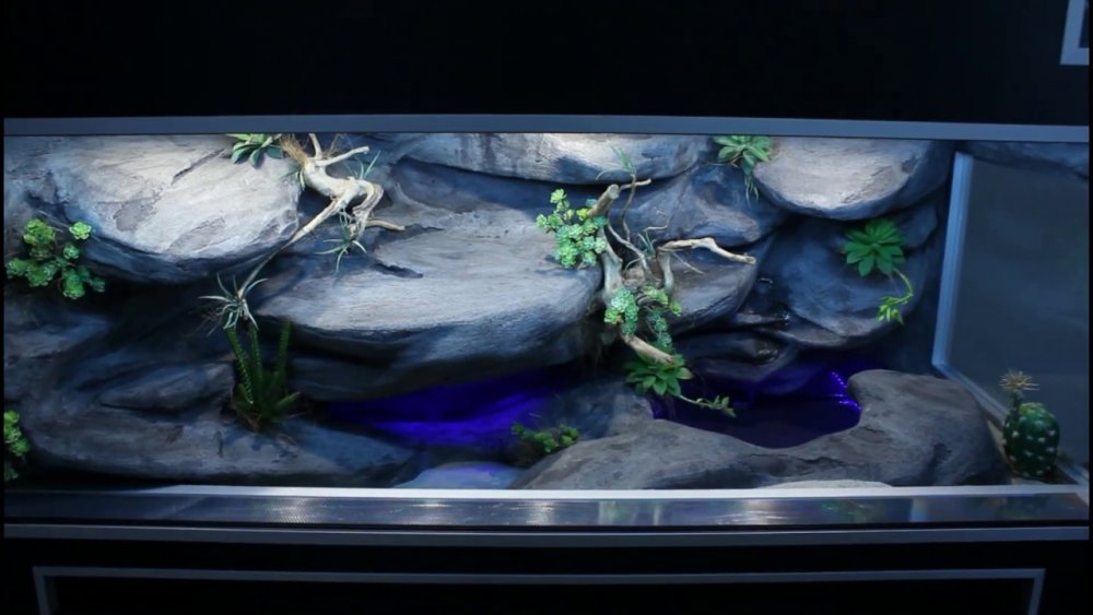 Террариум для Капского варана