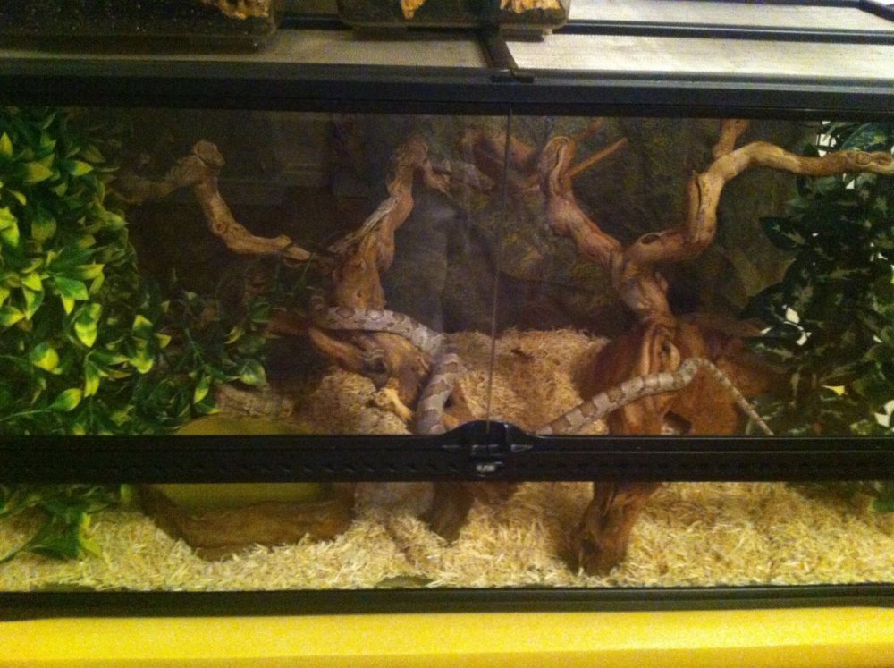 Террариум для змей 45х45