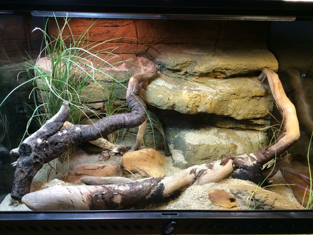 Leopard Gecko Terrarium