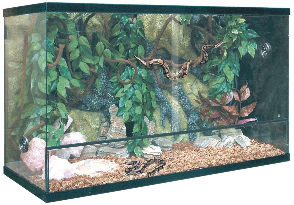 Фон для террариума хищник