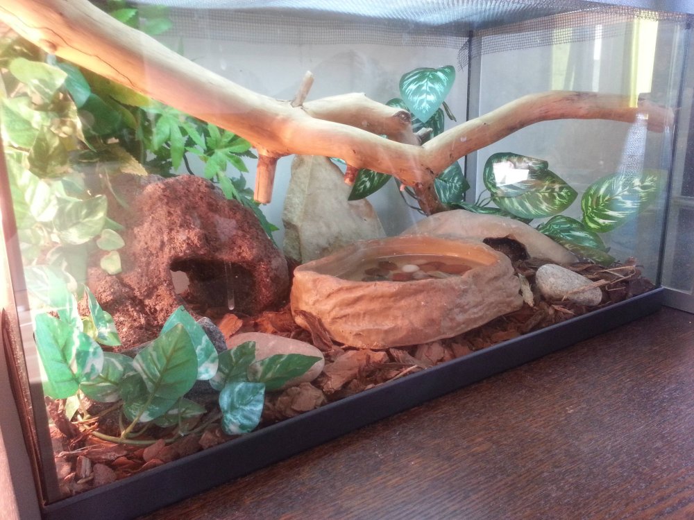 Палюдариум для водяной агамы