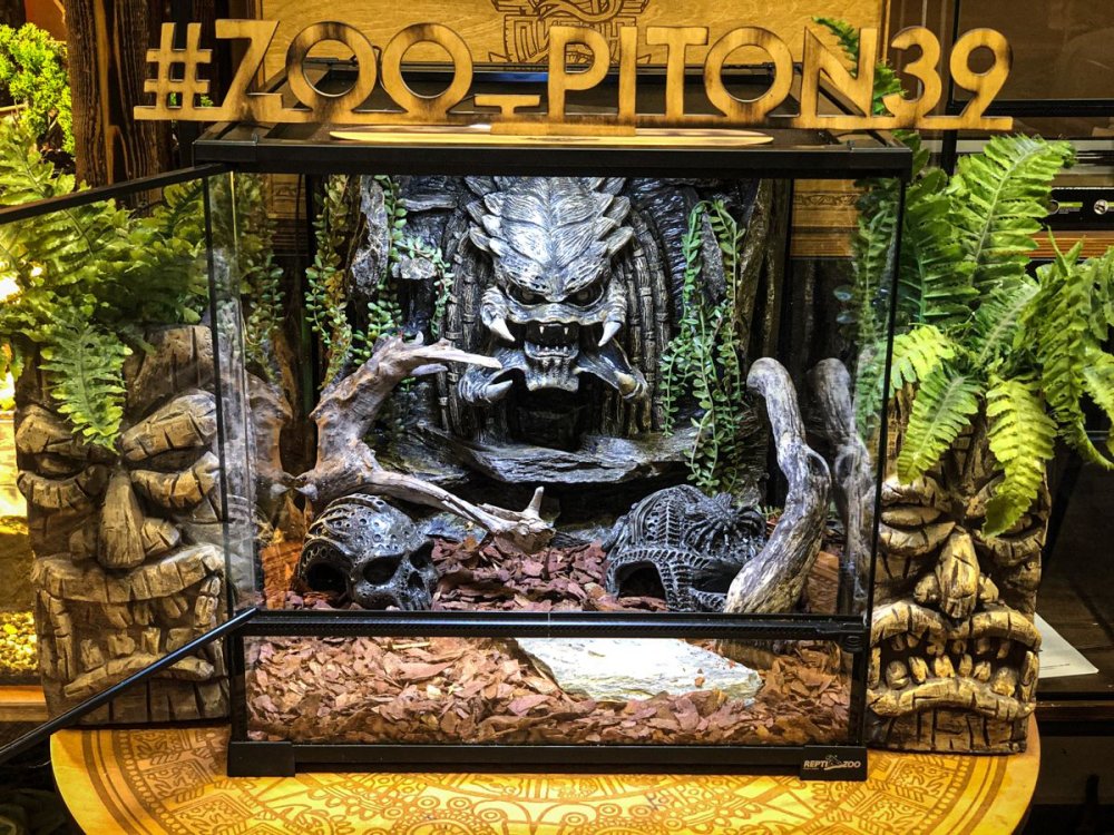 Террариум для прыткой ящерицы