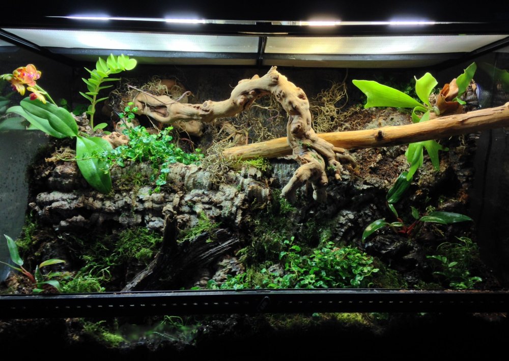 Красивые террариумы для змей