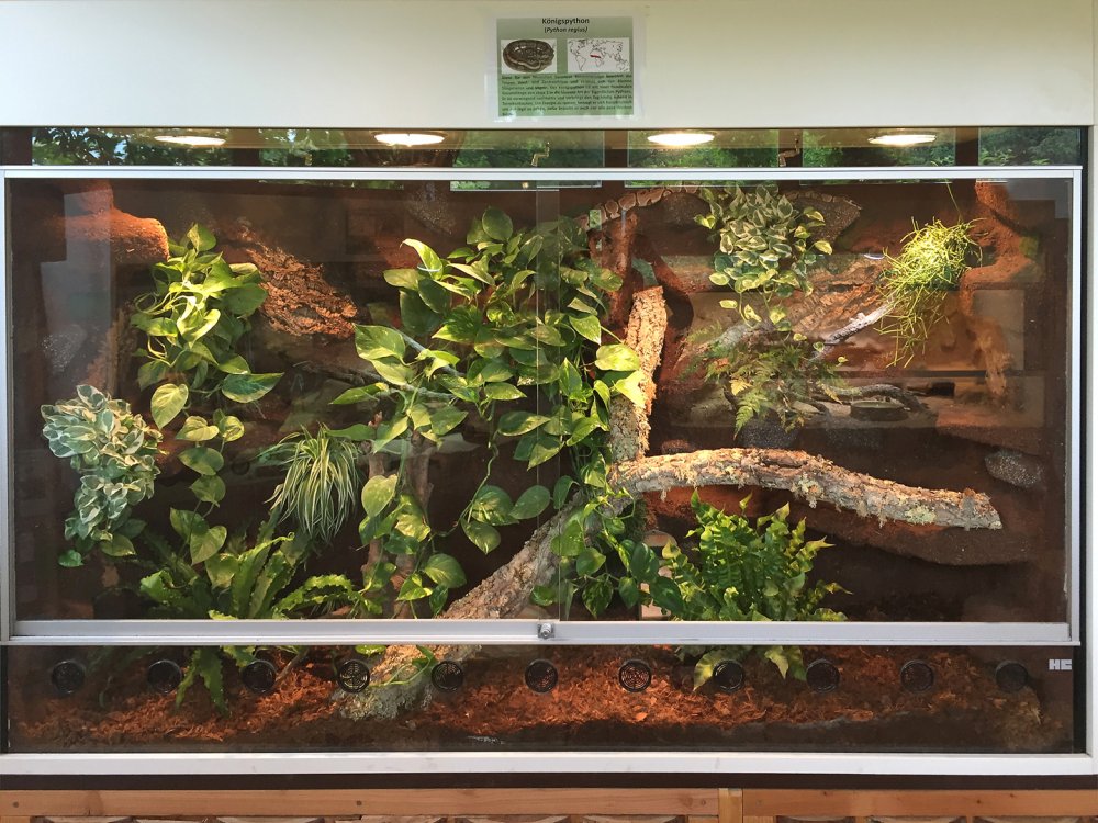 Маисовый полоз идеальный террариум