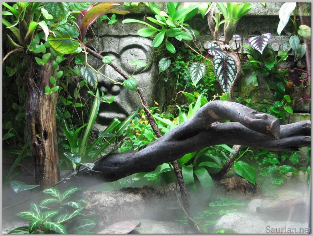 Черный террариум