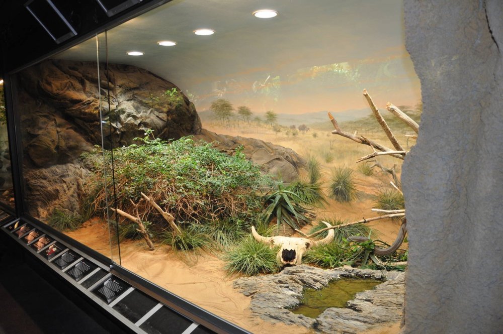 Маисовый полоз аквариум