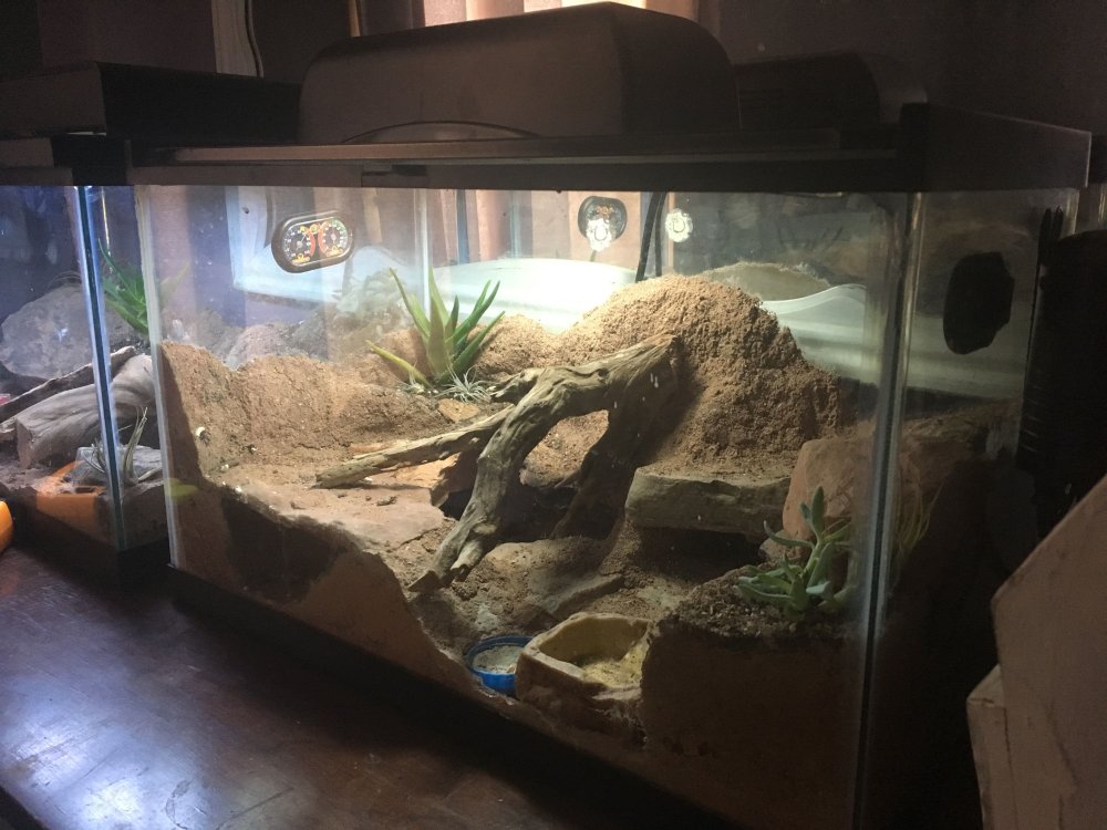 Пустынный террариум для агамы