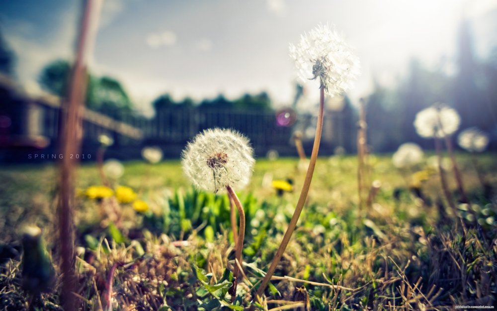 Одуванчики на переднем плане