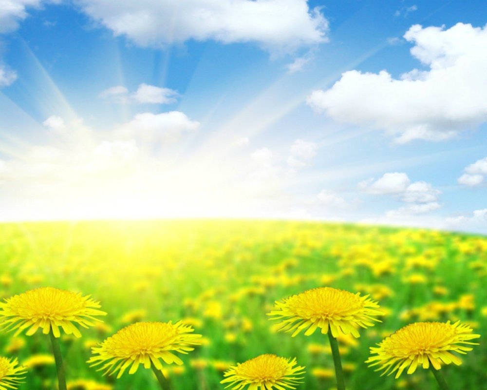 Поляна одуванчиков