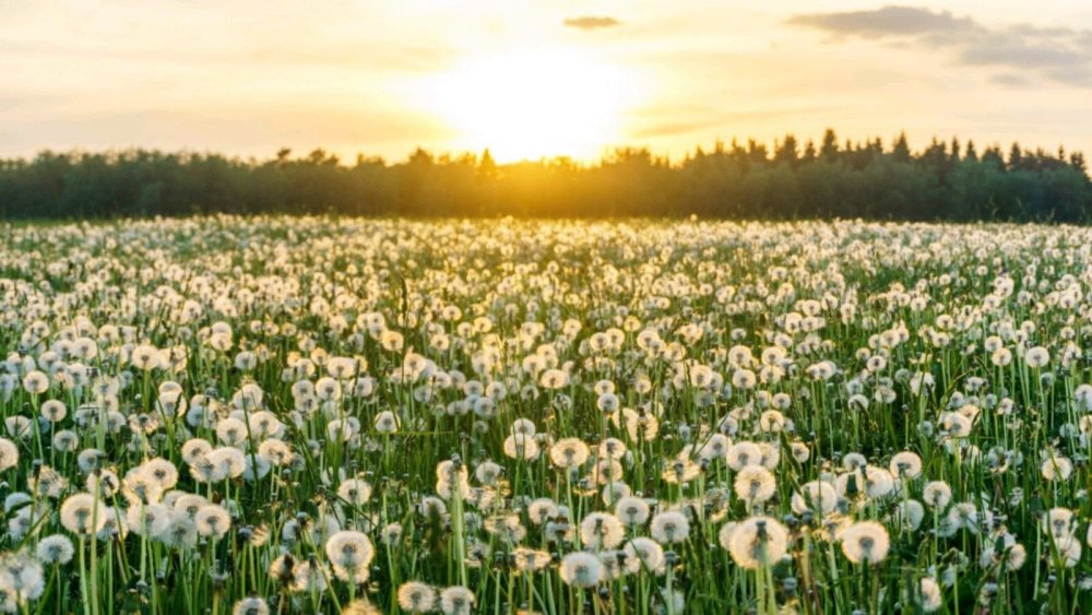 Поле одуванчиков Эстетика