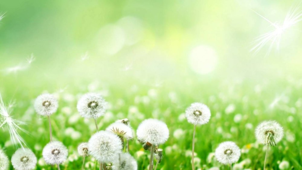 Поле одуванчиков фон