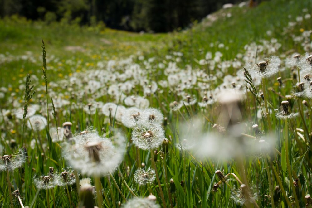 Поле с цветами аниме