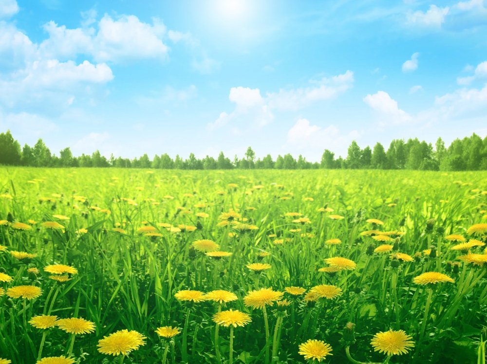 Красивое поле одуванчиков
