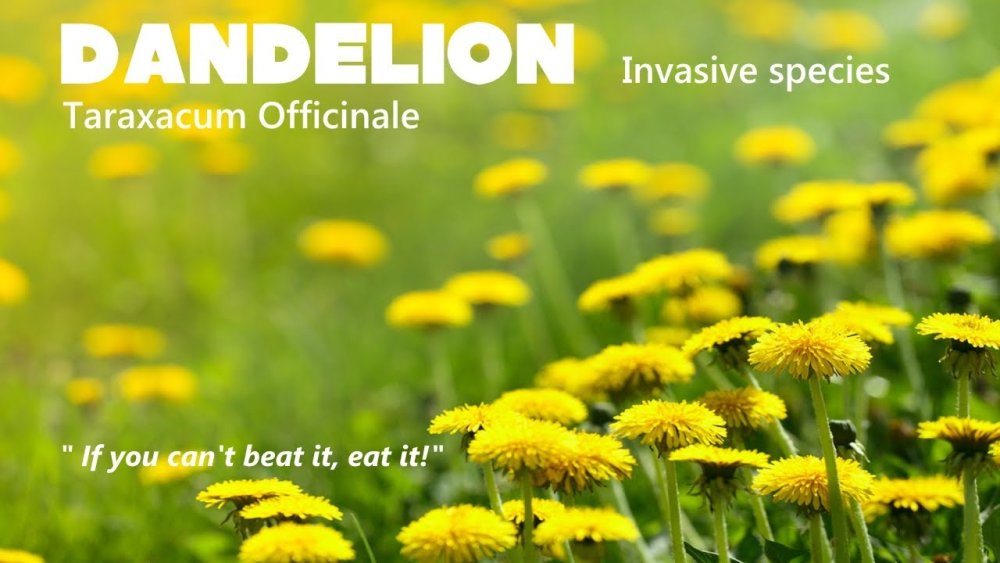 Желтая Цветочная Поляна